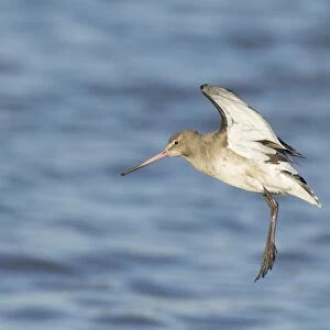 Black-tailed Godwit (Limosa limosa) adult, winter plumage, in flight over water, landing at high tide roost, River Stour, Essex, England, january