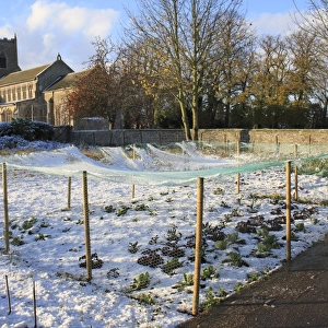 Brassicas under netting in snow covered village allotments, with church in background, St
