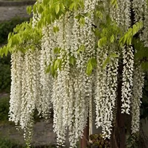 Chinese Wisteria (Wisteria sinensis) Alba, small free-standing tree, flowering, Central Italy, May