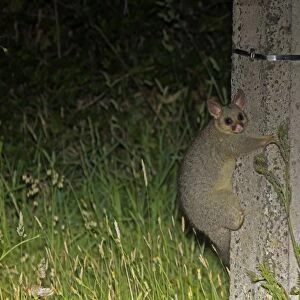 Common Brushtail Possum (Trichosurus vulpecula) introduced species, adult, clinging to telegraph pole at night