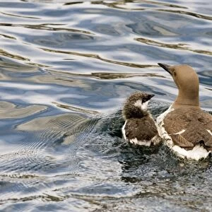Common Guillemot (Uria aalge) adult with chick, swimming at sea, Farne Islands, Northumberland, England, july