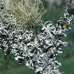 Two common lichens, Parmelia physodes (below) Usnea comosa (above)