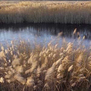 Common Reed (Phragmites australis) seedheads in reedbed habitat blowing in strong wind