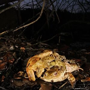 Common Toad (Bufo bufo) adult female, attempting to escape from two males, in amplexus during breeding season, Italy
