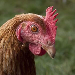 Domestic Chicken, freerange hen, close-up of head, on smallholding, England, october