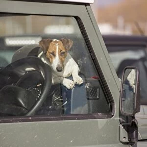 Domestic Dog, Jack Russell Terrier, adult, resting on dashboard of Land Rover, Ruthin Livestock Auction Mart, Ruthin