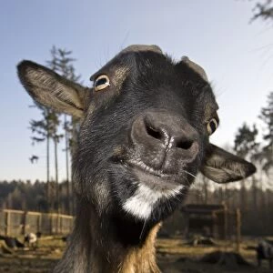 Domestic goat portrait, Capra hircus, Germany, Bavaria
