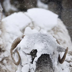 Domestic Sheep, Swaledale sheep, covered in snow during snowstorm, Cumbria, England, March