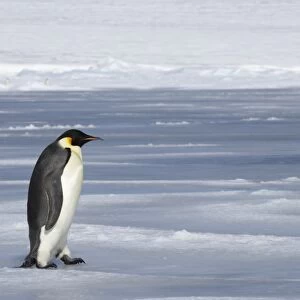 Emperor Penguin (Aptenodytes forsteri) adult, walking across sea ice, Snow Hill Island, Weddell Sea, Antarctica