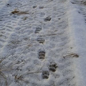 Eurasian Badger (Meles meles) footprints in snow, showing degrees of pre-registration, Dumfries and Galloway, Scotland, december