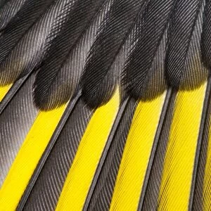 European Goldfinch (Carduelis carduelis) juvenile, close-up of wing, showing primaries (with yellow)