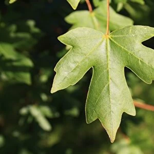 Field Maple (Acer campestre) close-up of leaf, growing in woodland, Vicarage Plantation, Mendlesham, Suffolk, England