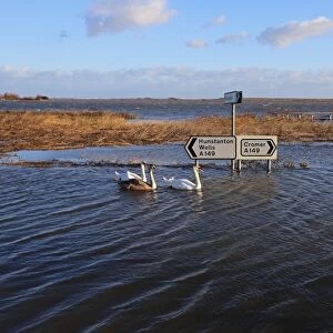 Flooded coast road and coastal marshland after tidal surge, with Mute Swan (Cygnus olor) adults and juvenile swimming
