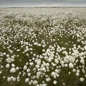 Harestail Cotton-grass (Eriophorum vaginatum) flowering mass, growing on moorland habitat, Peak District, Derbyshire
