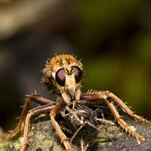 Hornet Robberfly (Asilus crabroniformis) adult, feeding on Common Field Grasshopper (Chorthippus brunneus) prey