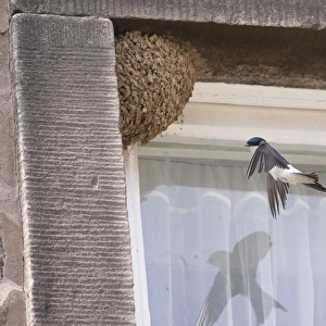 House Martin (Delichon urbica) adult, in flight, returning to nest on house to feed chicks, Whitewell, Lancashire