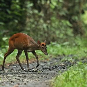 Indian Muntjac (Muntiacus muntjak) adult female, walking across track in forest, Way Kambas N. P
