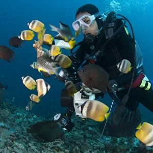 Kleins Butterflyfish (Chaetodon kleinii) shoal, with other fish species, being hand fed by diver, Fukui Dive Site
