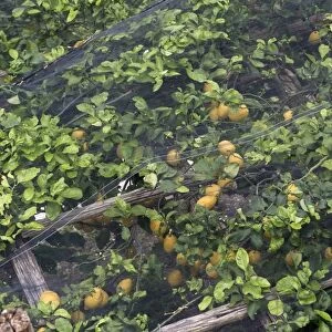 Lemon trees with fruit under shade netting to prevent sunburn, Bay of Salerno, near Amalfi, Campania, Italy, May