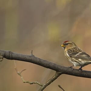 Lesser Redpoll (Carduelis cabaret) adult female / first winter plumage, perched on branch, Norfolk, England, february