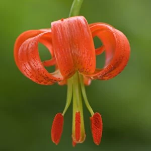 Lesser Turk s-cap Lily (Lilium pomponium) close-up of flower, Italy