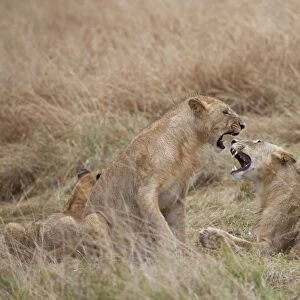 Masai Lion (Panthera leo nubica) immature males, playfighting, Masai Mara, Kenya, August