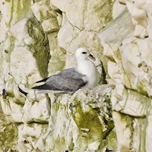 Northern Fulmar (Fulmarus glacialis) adult, resting on ledge of chalk cliff, Sussex, England, April