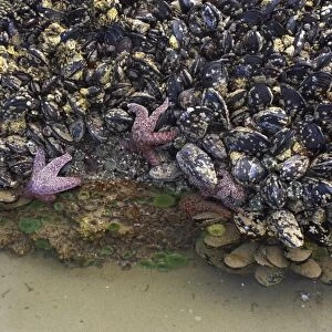 Ochre Seastar (Pisaster ochraceus) and Giant Green Anemone (Anthopleura xanthogrammica) exposed in mussel bed at low tide, Cannon Beach, Oregon, U. S. A