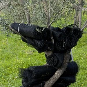 Olive (Olea europea) trunk, with black netting for harvesting fruit hanging on tree in grove, Lesvos, Greece, march