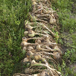 Onion (Allium cepa) bulbs, freshly harvested and drying out in urban allotment, Norfolk, England, August