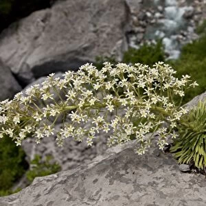 Pyrenean Saxifrage (Saxifraga longifolia) flowering, growing on limestone cliff, Ordesa N. P