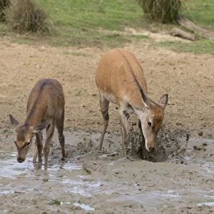 Red Deer (Cervus elaphus) hind and calf, kicking mud with front feet, standing in wallow, Minsmere RSPB Reserve