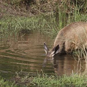 Sambar (Rusa unicolor) adult female, with head submerged in pool, feeding on aquatic vegetation, Kanha N. P. Madhya Pradesh, India