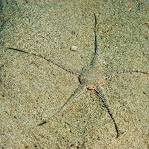 Sand Brittlestar (Ophiura ophiura) adult, on sandy seabed, Worbarrow Bay, Isle of Purbeck, Dorset, England, july