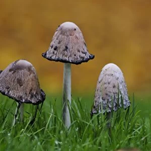 Shaggy Ink Cap (Coprinus comatus) three fruiting bodies, with caps beginning process of liquefaction, growing in grass