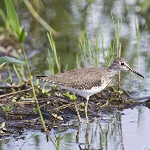 Solitary Sandpiper (Tringa solitaria) adult, non-breeding plumage, standing in shallow water, Trinidad