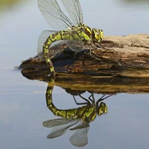Southern Hawker (Aeshna cyanea) adult female, laying eggs in partially submerged rotting wood, Oxfordshire, England