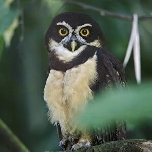 Spectacled Owl (Pulsatrix perspicillata) adult, perched on branch, near Sarapiqui River, Costa Rica, February