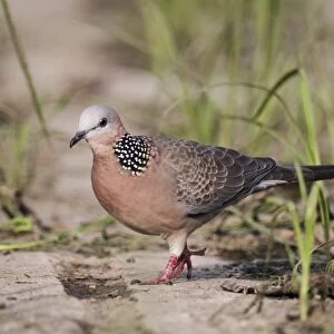 Spotted Dove (Spilopelia chinensis) adult, walking on ground, Hong Kong, China, September