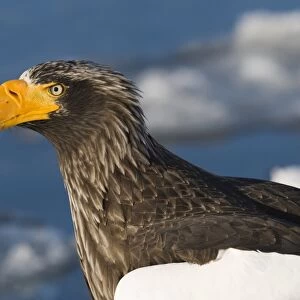 Steller's Sea-eagle (Haliaeetus pelagicus) adult, close-up of head, standing on sea ice, Nemuro Channel, off Rausu, Shiretoko Peninsula, Hokkaido, Japan, winter