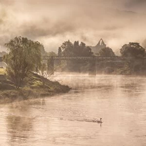 View of river with Mute Swan (Cygnus olor) swimming, bridge and Cistercian abbey ruins in mist at dawn, Tintern Abbey