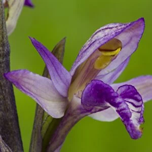 Violet Limodore (Limodorum abortivum) close-up of flower, Causse de Gramat, Massif Central, Lot, France, May
