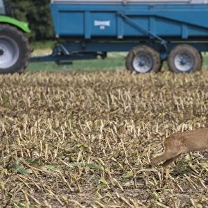 Western Roe Deer (Capreolus capreolus) immature, running in maize field during harvesting, Luze, Richelieu