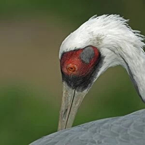 White-naped Crane (Grus vipio) adult, preening, close-up of head (captive)