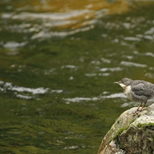 White-throated Dipper (Cinclus cinclus) young, newly fledged, standing on rock at edge of river, Rjukan River