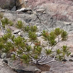 Whitebark Pine (Pinus albicaulis) dwarfed habit, growing on on rock, Klamath-Siskiyou Mountains, Northern California