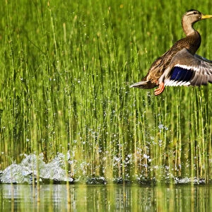 Adult female mallard takes off for flight in the reeds of Whitefish Lake in Montana