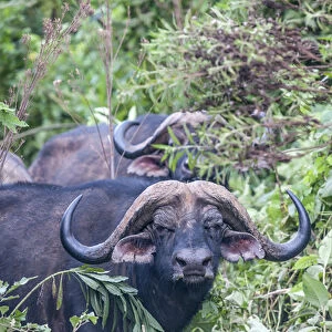 Africa, Tanzania, buffalo