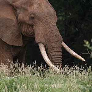 An African elephant, Loxodonta africana, with long tusks, walking in a forest, Tsavo