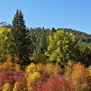 Autumn color, White River, Wenatchee National Forest, Washington State, USA